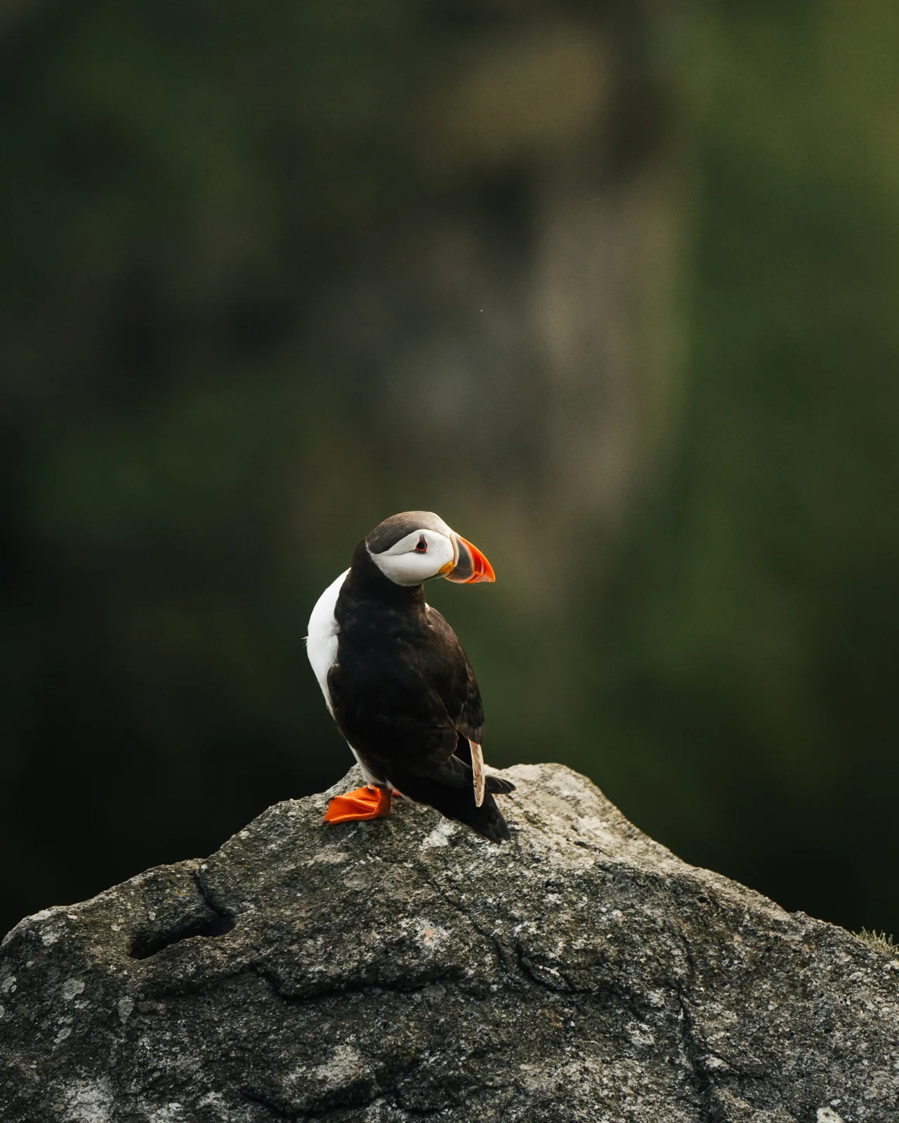 Papageitaucher, Landschaftsfotografie Schweiz von Thomas Leuthard