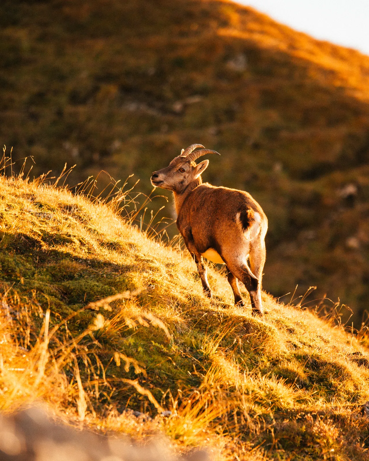 Steinbock gold, Landschaftsfotografie Schweiz von Thomas Leuthard